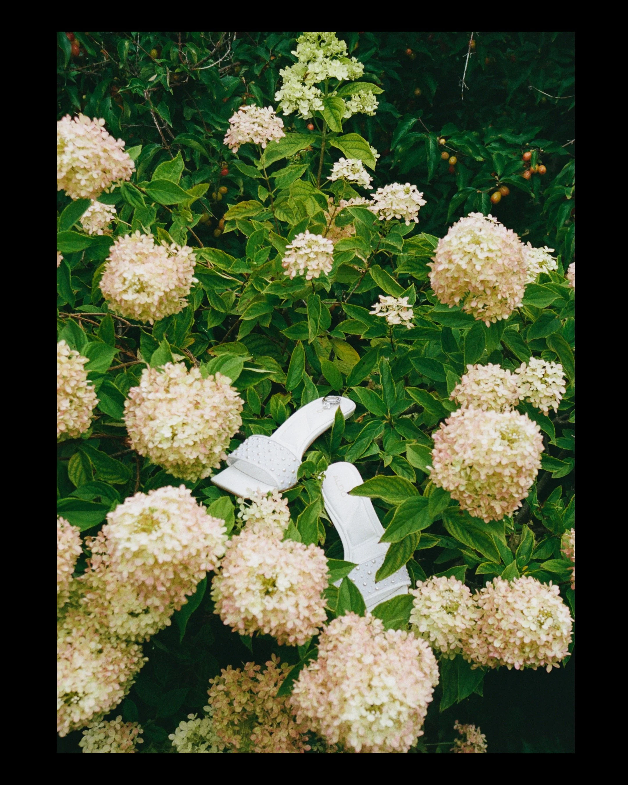 A pair of white sandals placed among pink and white hydrangea flowers and green foliage.