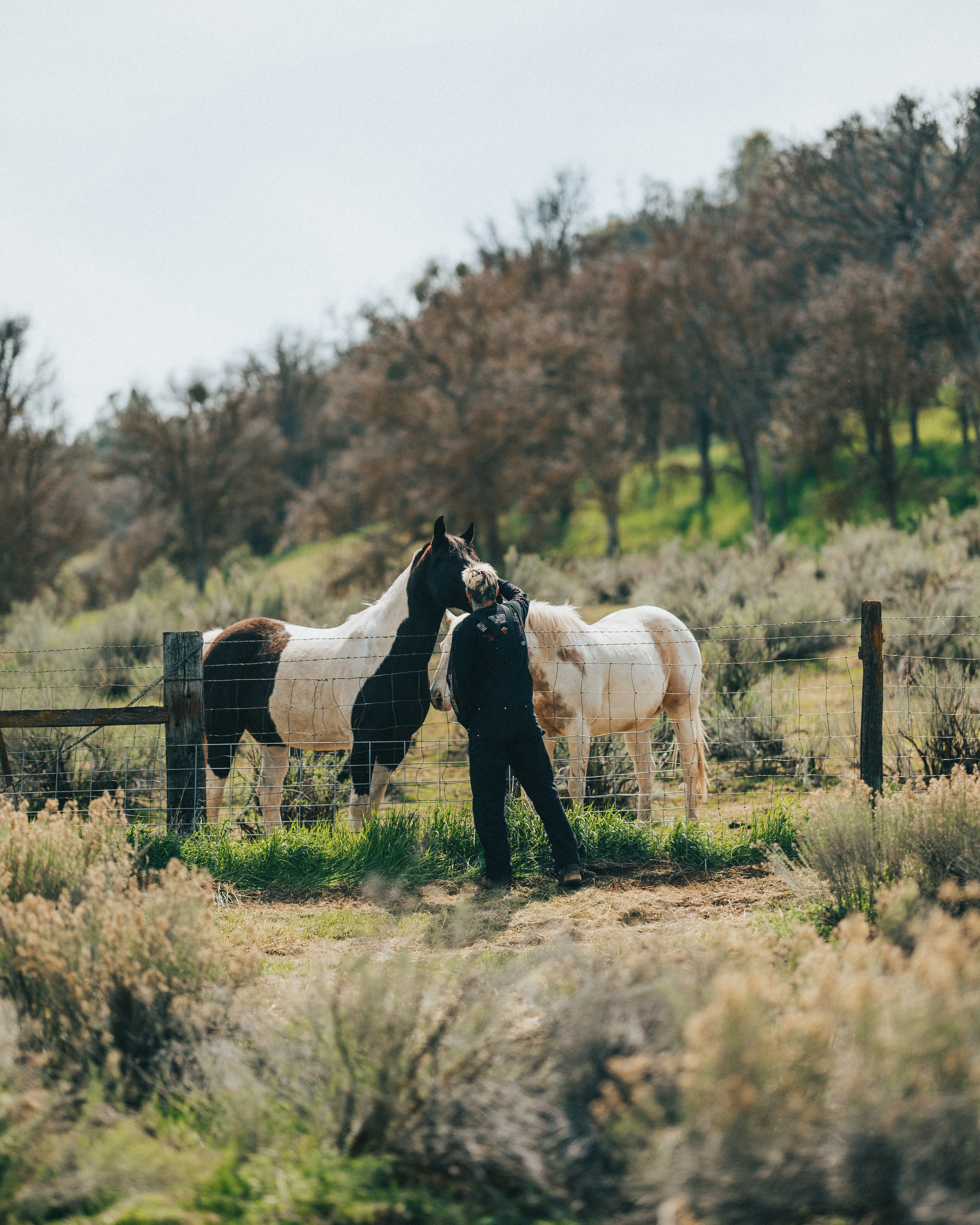 ROAD2_HORSE_04.jpg