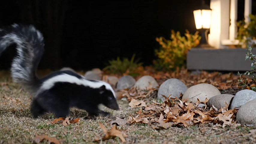 skunk-backyard.png
