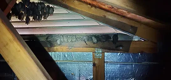 Improper bat screening installation that failed to keep bats out