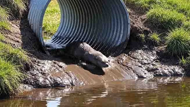 otters-in-culvert.jpg