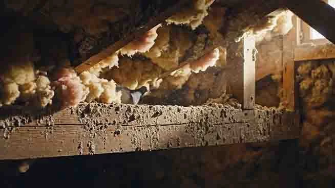 attic-pigeons.jpg