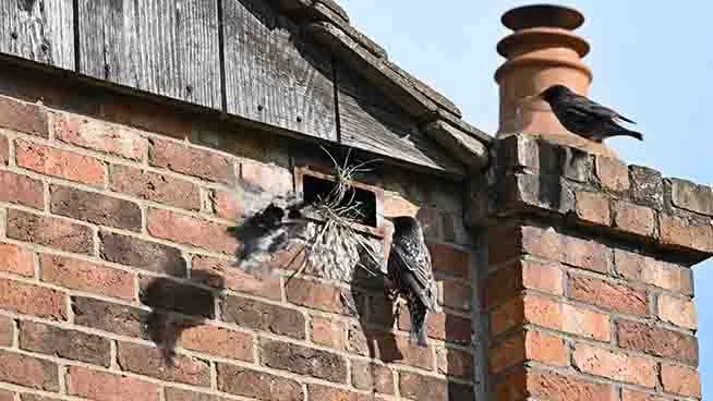 starllings-nest-buildig.jpg