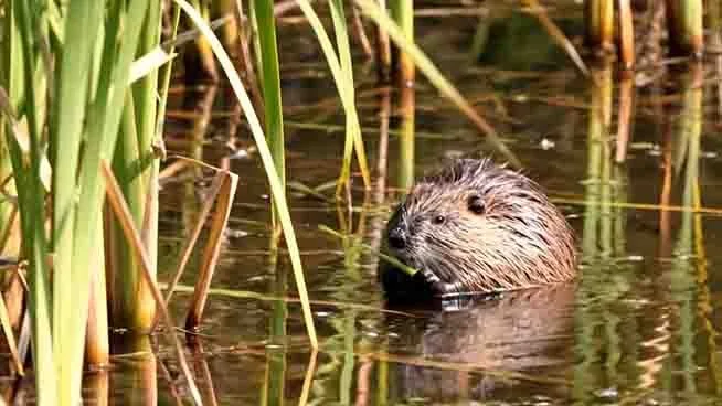 muskrat-reeds.jpg