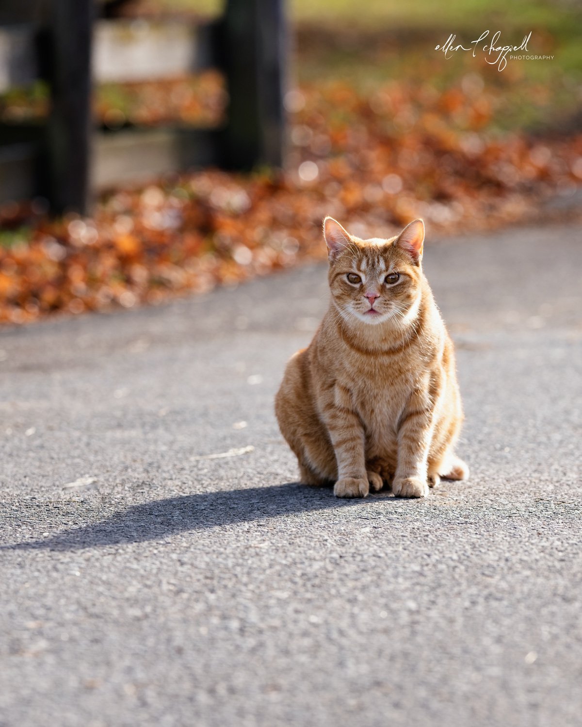 Here is a yellow tabby barn cat on duty. Barn cats are important to farm life since they keep the rodents in check.