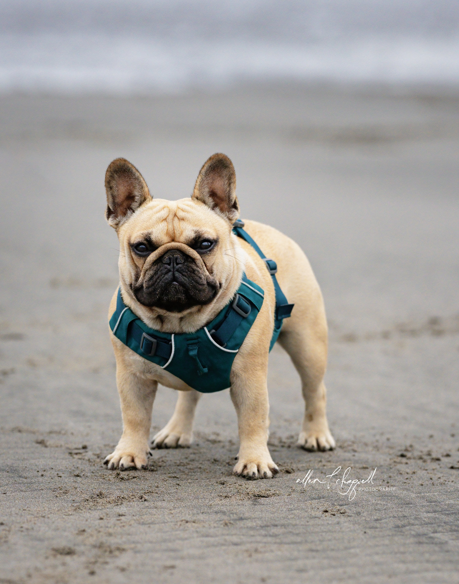 This is a candid shot of fawn colored French Bulldog standing on a sandy beach on the Washington Coast. It's wearing a harness.
