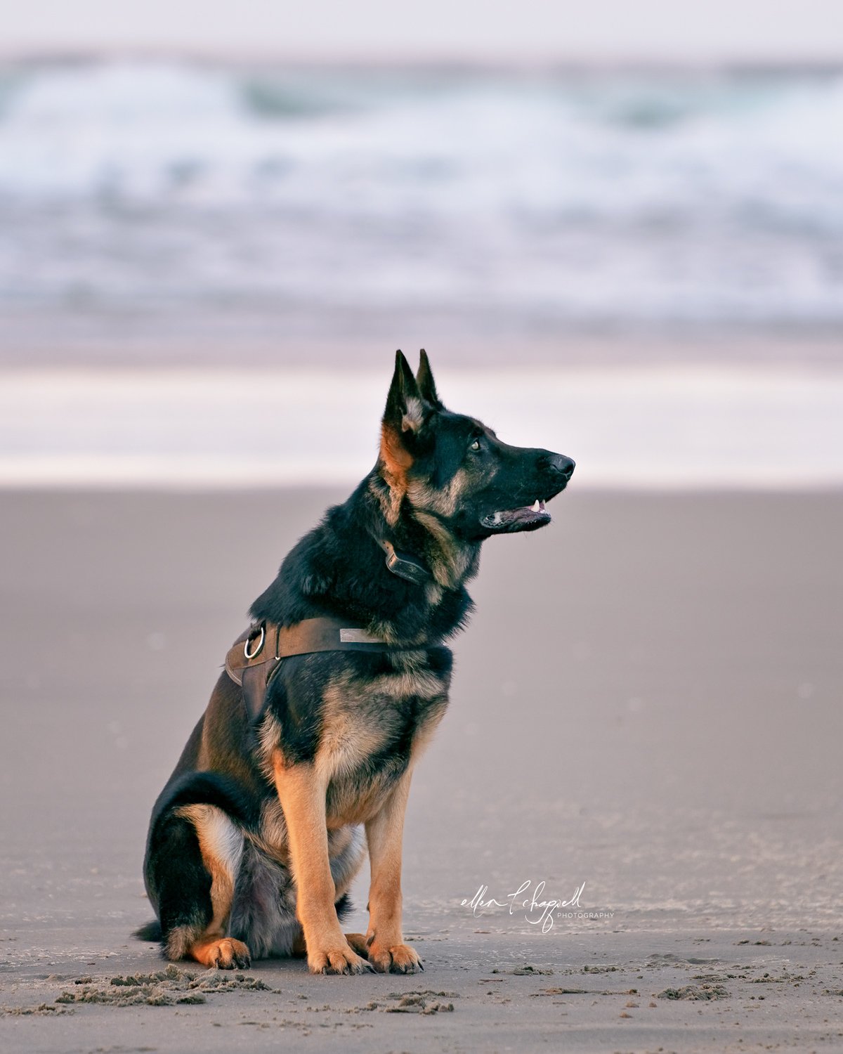 Here is a handsome German Shepard dog sitting at attention on the Oregon Coast. He is looking at his owner who is not in the photo.