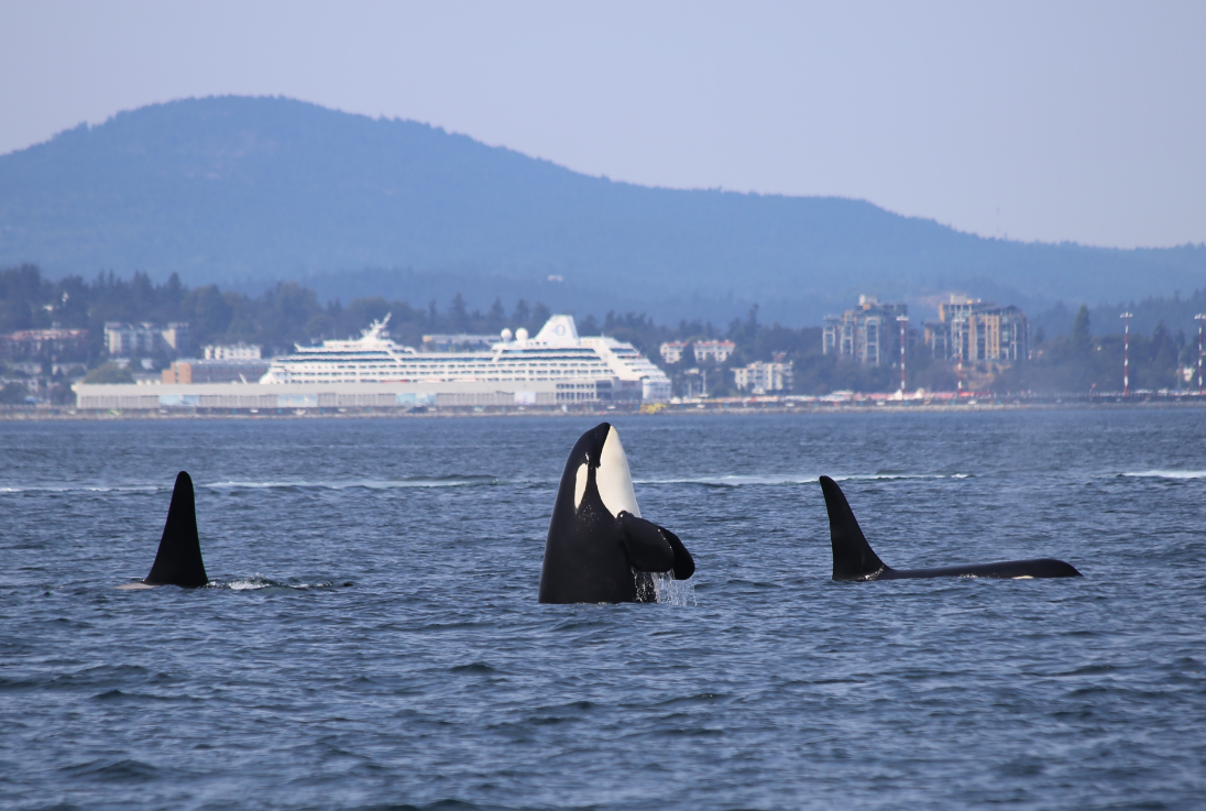 Orca!!.png