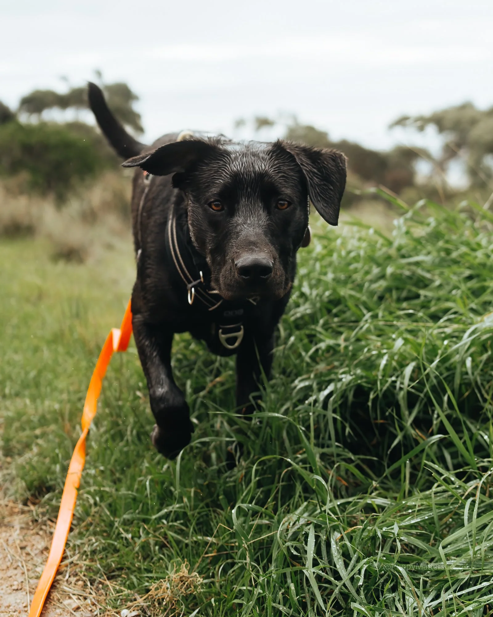 20220811- PMC - myrtle and lexi -45-Edit-1-_.jpg