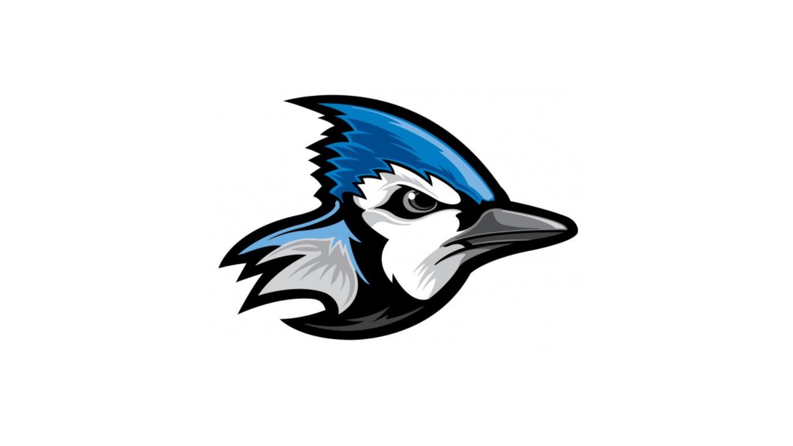 bluejay3.png