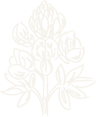 White line drawing of a bunch of bluebonnets, with a bow at the bottom