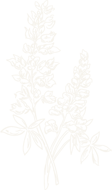 White line drawing of a bunch of bluebonnets, with a bow at the bottom