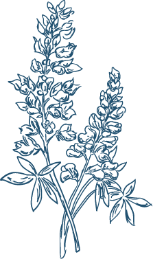 Outline drawing of a bouquet of bluebonnet flowers with multiple stems and leaves.