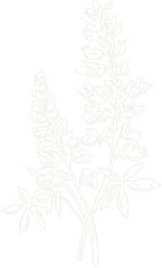 White line drawing of a bunch of bluebonnets, with a bow at the bottom