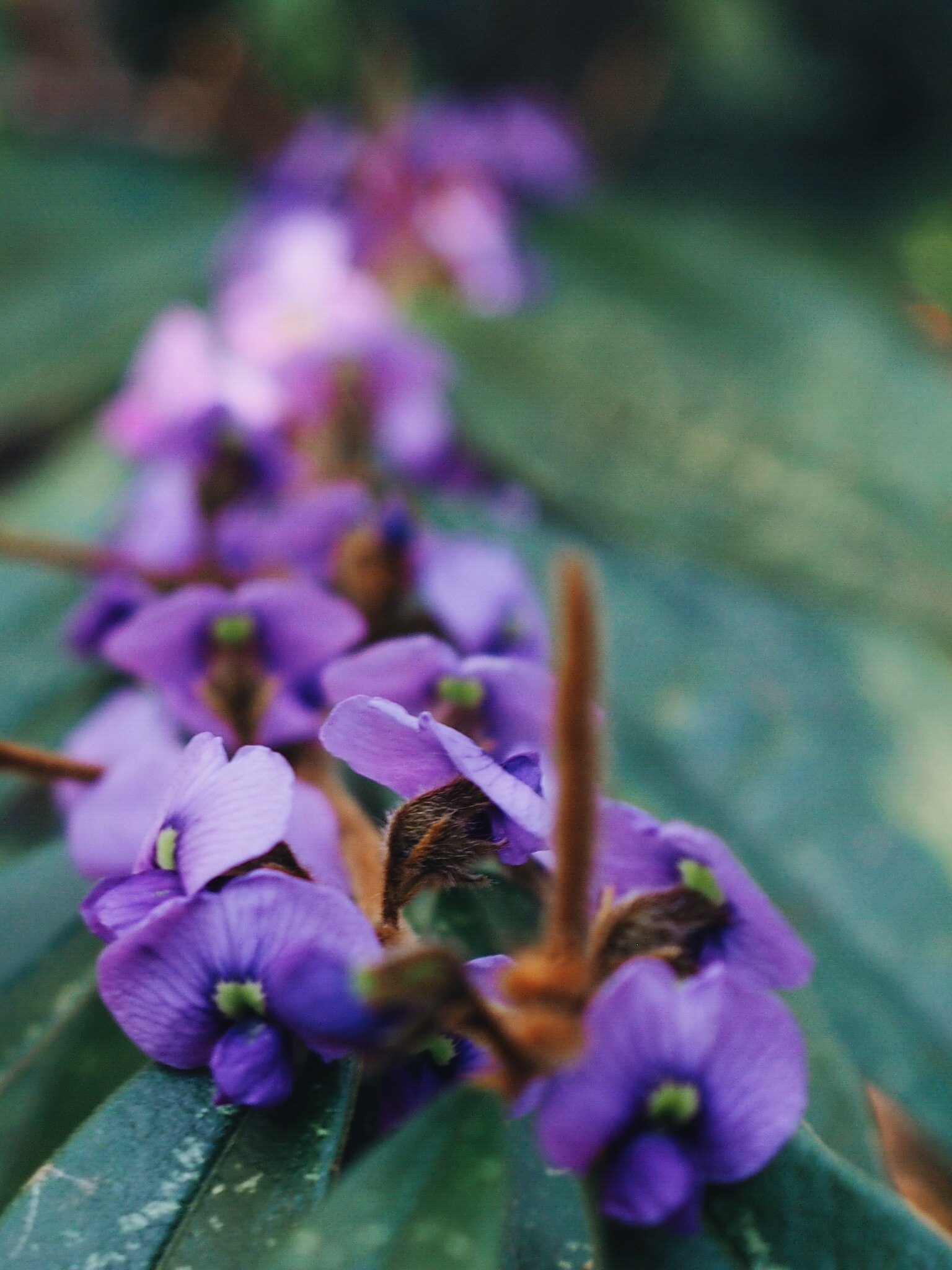 Ellie Beck flower purple hovea web size.jpeg