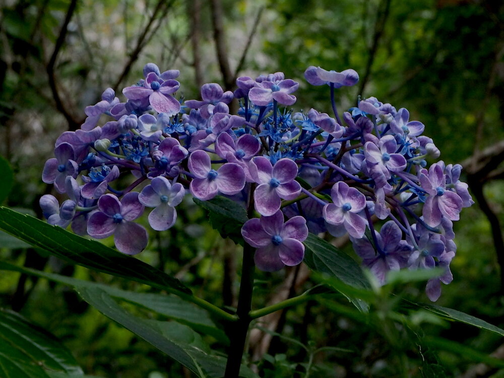 Ellie BEck Petalplum hydrangea.jpeg