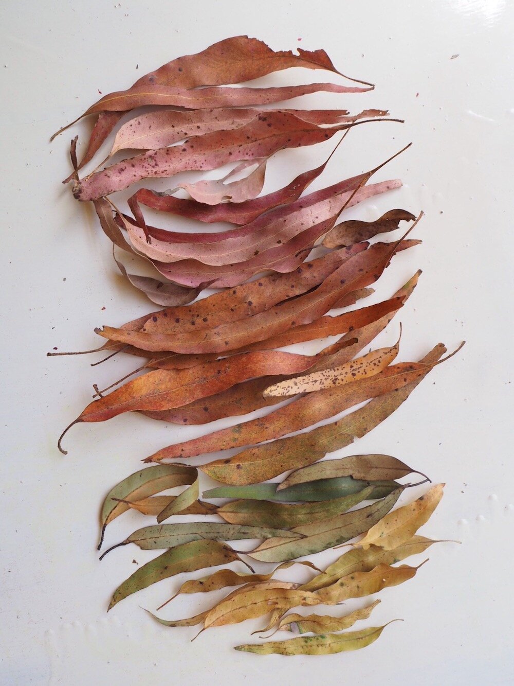 Ellie Beck Petalplum leaf mandala ombre colour change.jpeg