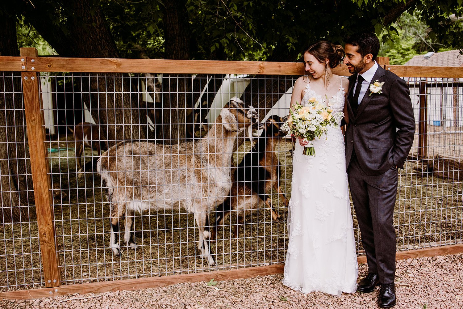 Plume&Furrow-Wedding-Florist-Annie&Alex-Lyons-Farmette-Colorado-TaylerCarlisle-bride-groom-goat.jpg