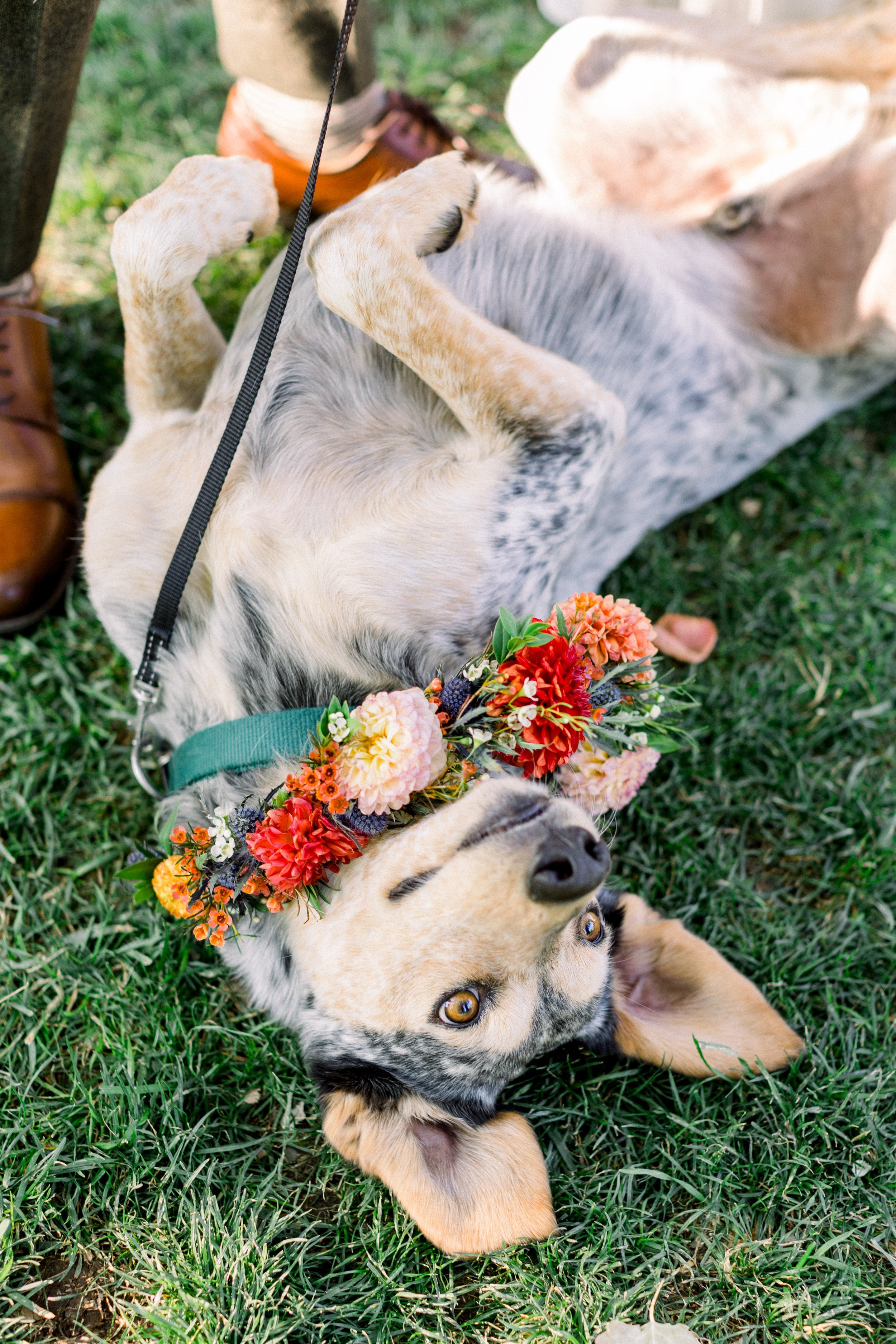 Plume&Furrow-Weddinf-Florist-Taylor&Ryan-ChelseaSliwaPhotography-Lyons-Farmette-September-Colorado-Best-Dog-Floral-Collar.jpg