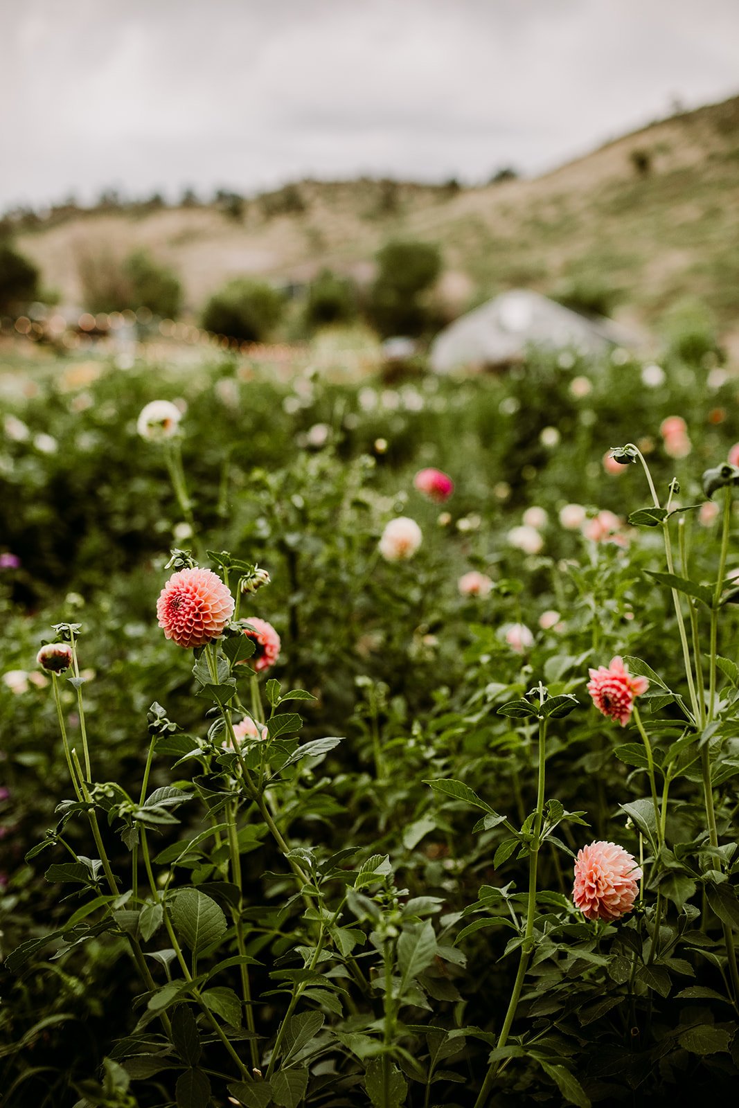 Plume&Furrow-WeddingFlorist-Emily&Eva-TaylerCarlisle-LyonsFarmette-September-Colorado-Farmette-Dahlia-Garden.jpg