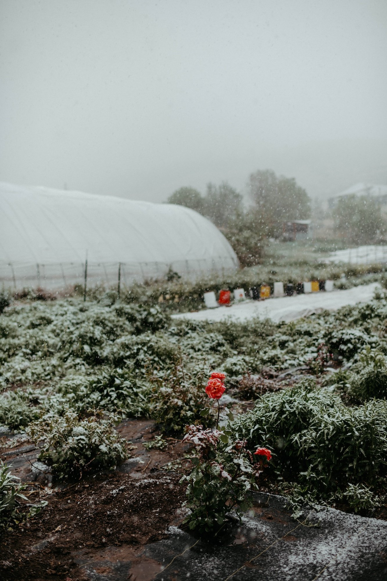 Plume&Furrow-Wedding-Florist-Alex&Corey-Lyons-Farmette-Colorado-Kenz+Nick-flower-garden-in-the-snow.jpg