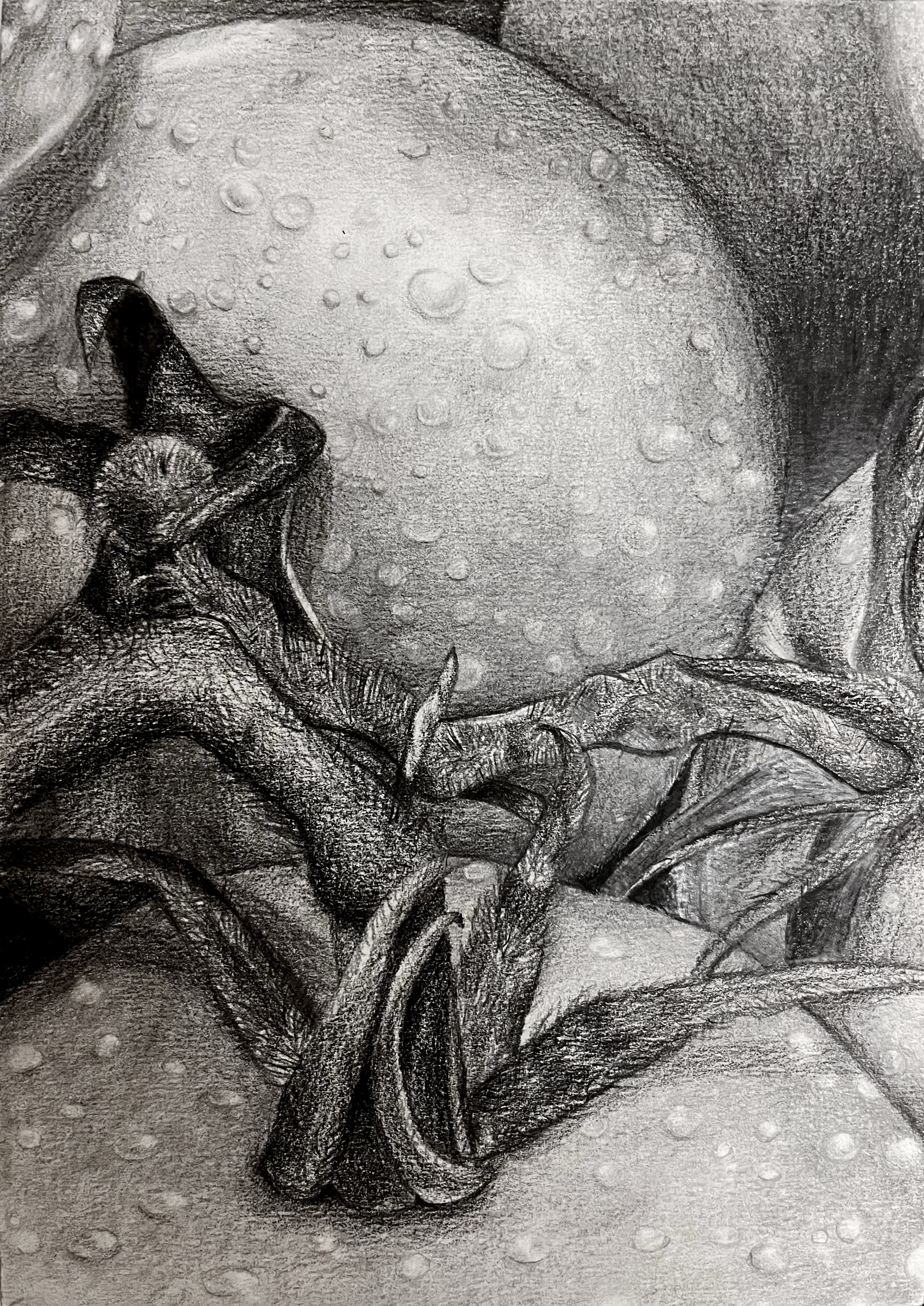 GRAPHITE STUDIES — Josie Wood