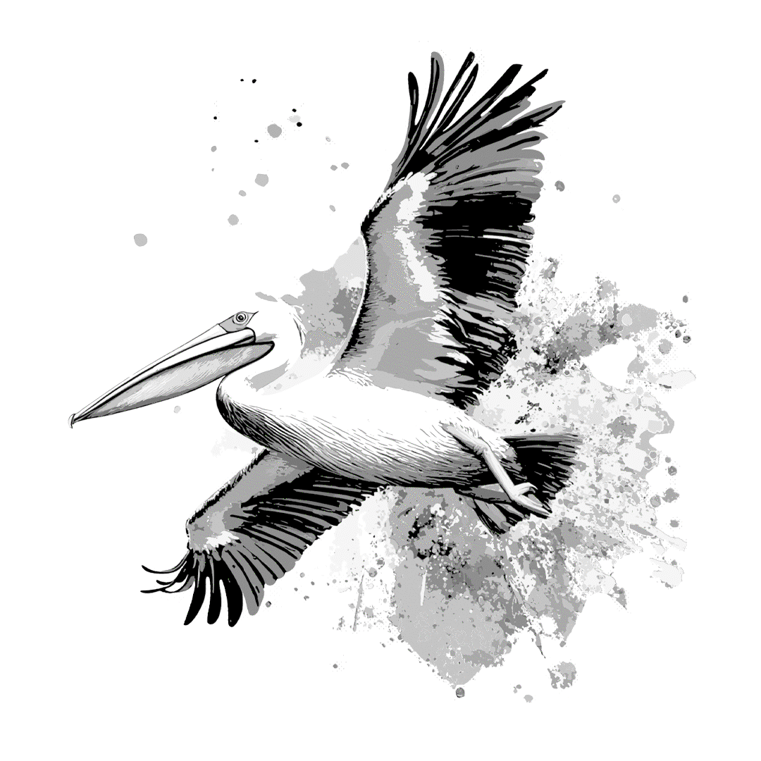 Pelican