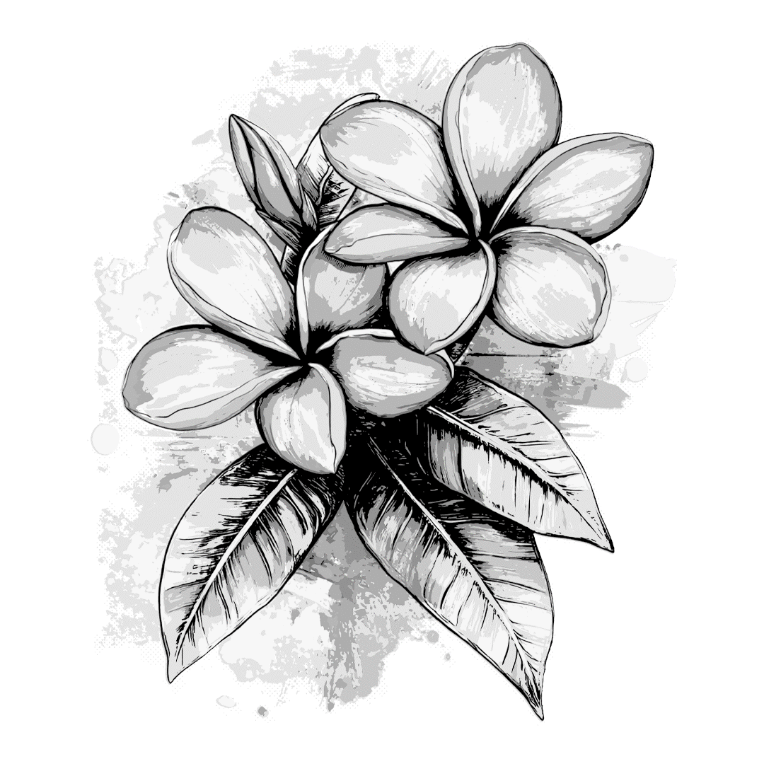 7 Frangipani.gif