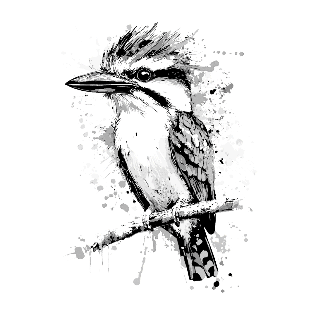Kookaburra Bird
