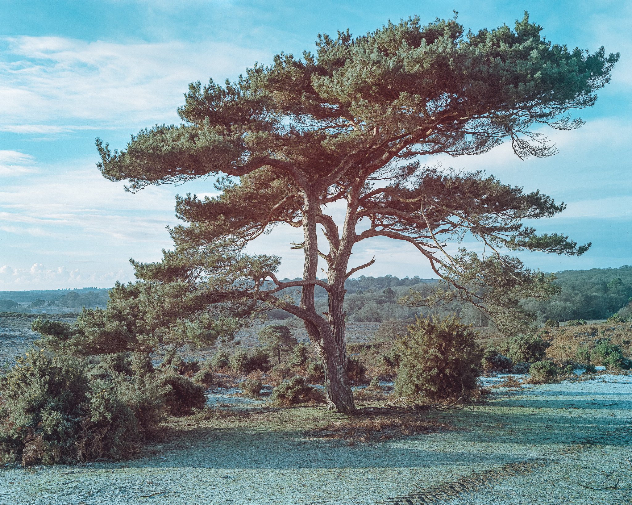 New Forest Portra_2.jpg