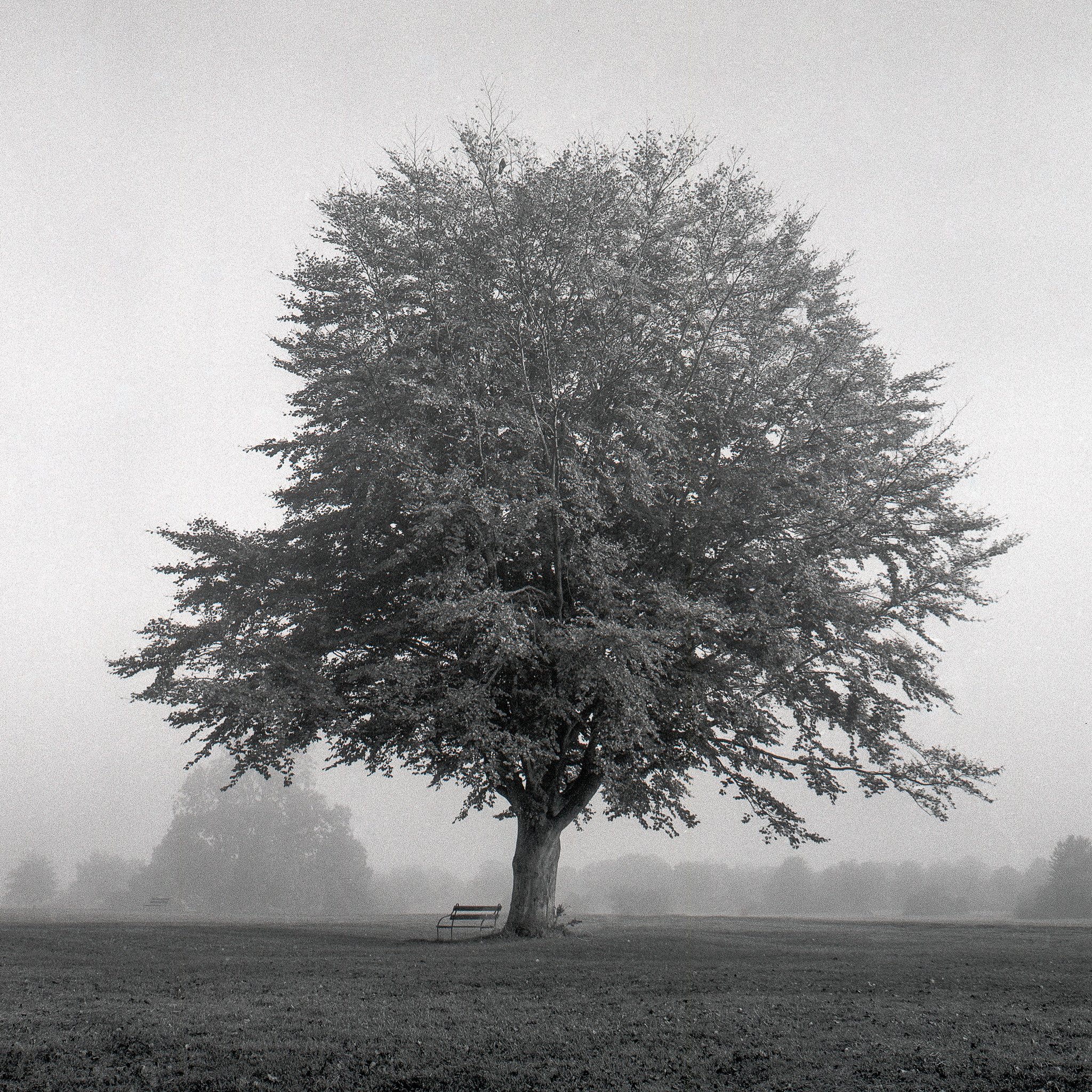 Clifton Mist 6x6_4.jpg