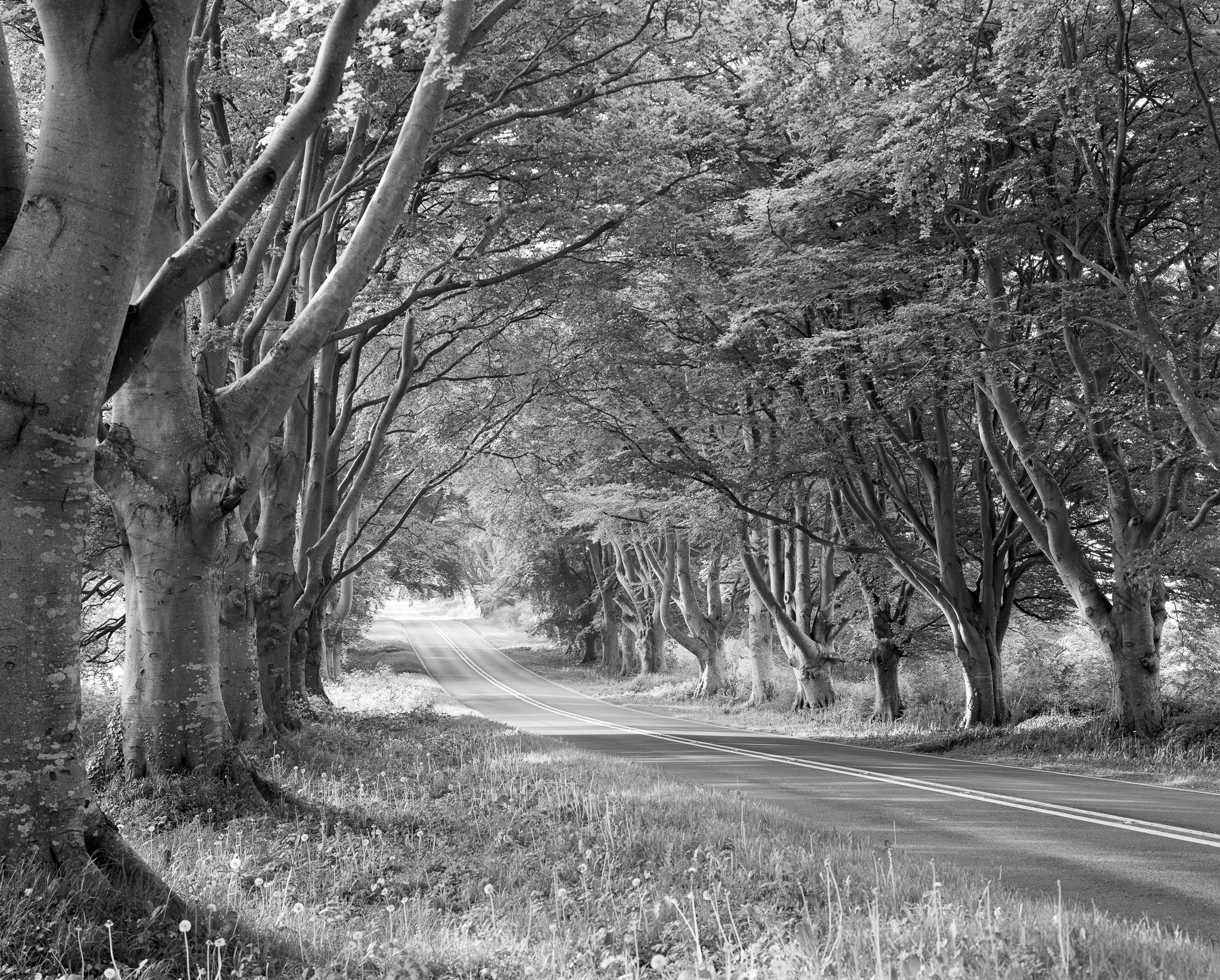 Breach Trees 4x5 B&W_2.jpg