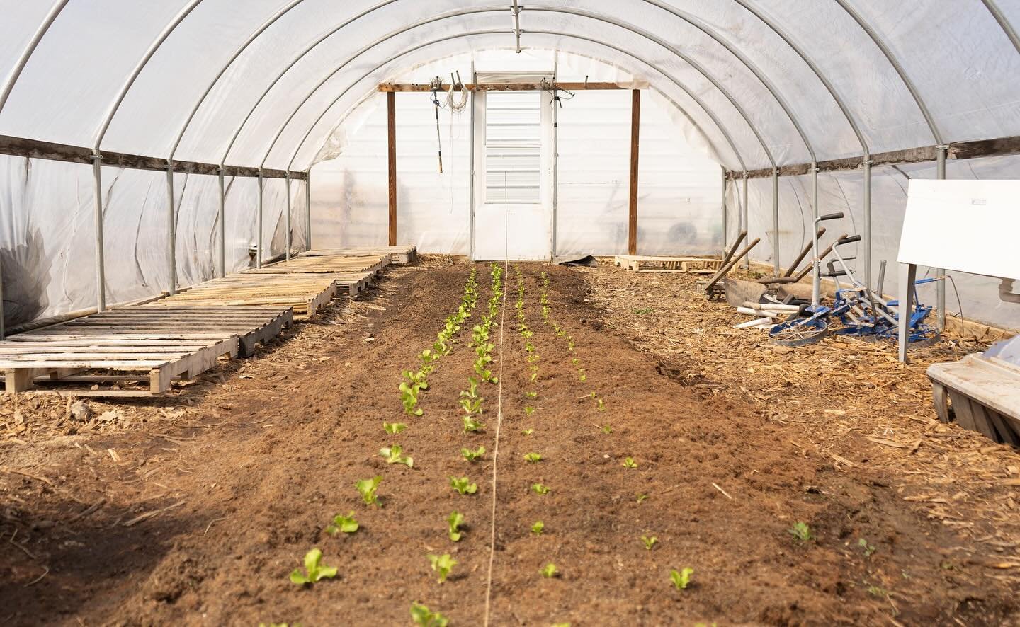 Check out this hoop house before and after. Why did some of our lettuce disappear? 

Well, we were reminded that rabbits also call the farm home. We planted lettuce in the hoop house to try for an earlier harvest and distribution to our partners this