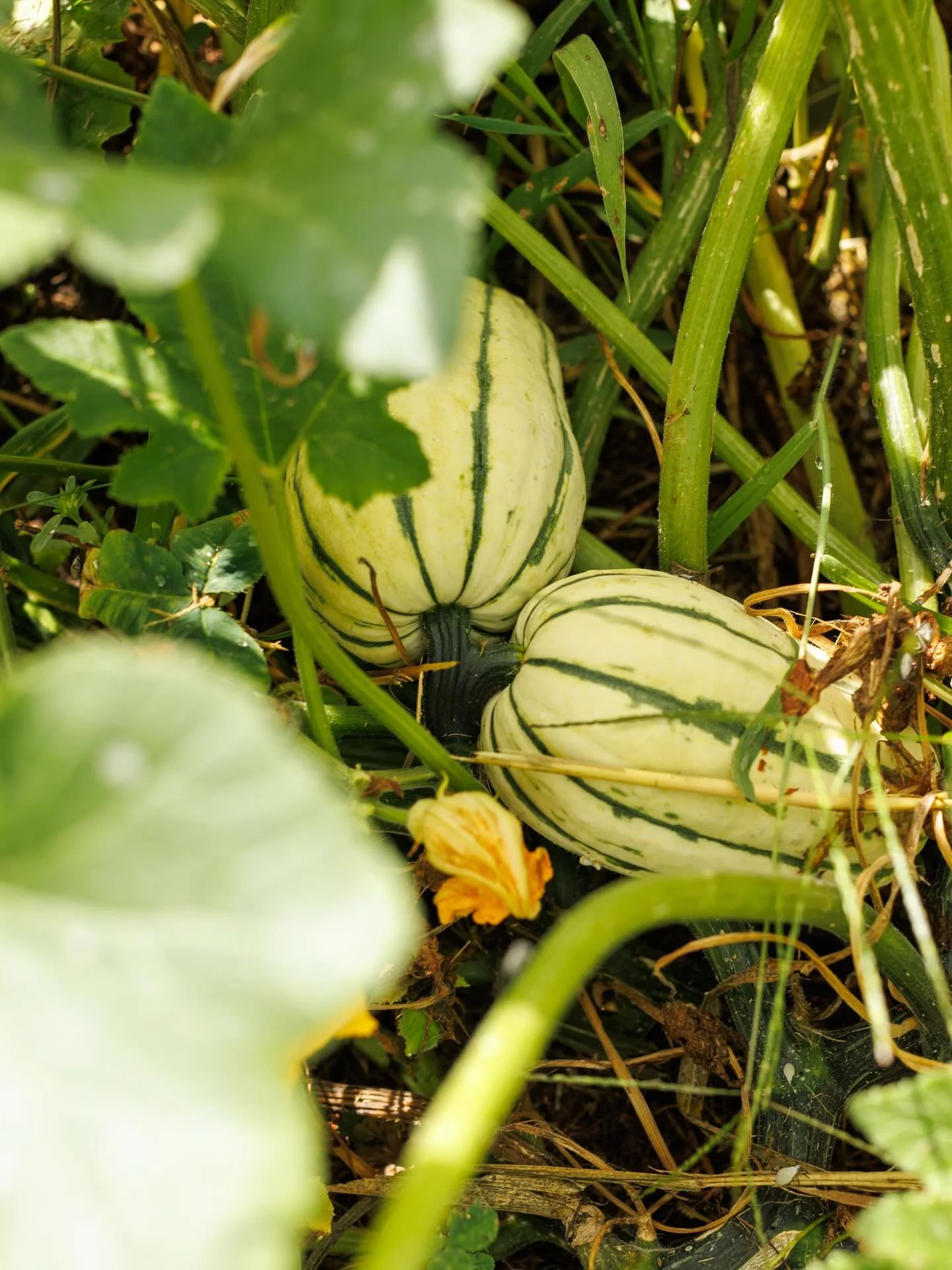 We&rsquo;re digging this first taste of fall weather, and even more excited for fall flavors + cool season veggies to come. 

Join us @biggroveic on September 18th for a special First Taste of Fall Dinner. The menu starts with the bright flavors of l
