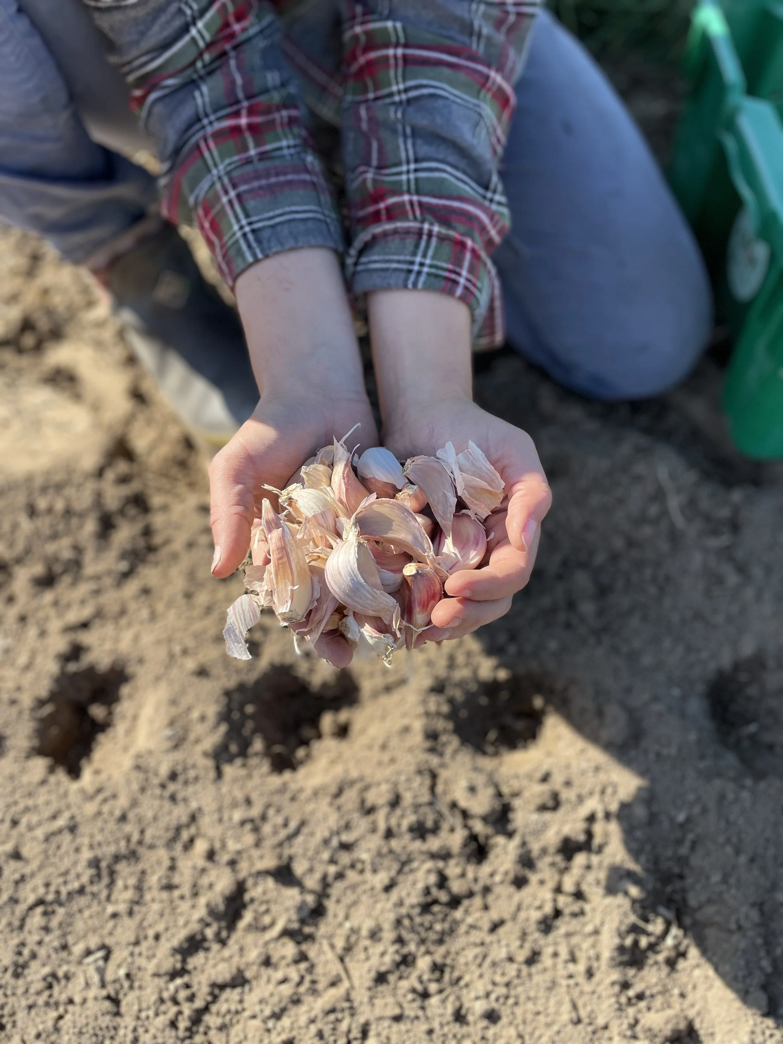 Garlic Planting