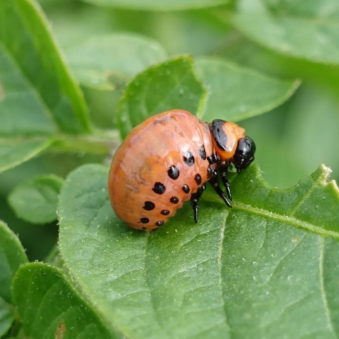 Save the Date - Organic Pest Management -