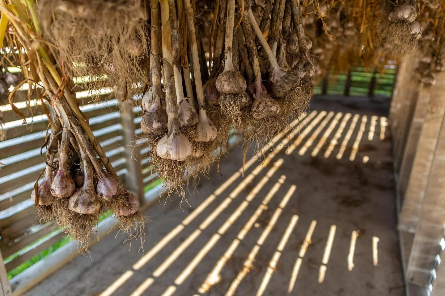 Before our garlic, onions, and sweet potatoes are ready for distribution to our partners across Johnson County thanks to our good friends @table.2.table, they spend time curing.

Curing gives these veggies a longer shelf life. Some we have to process