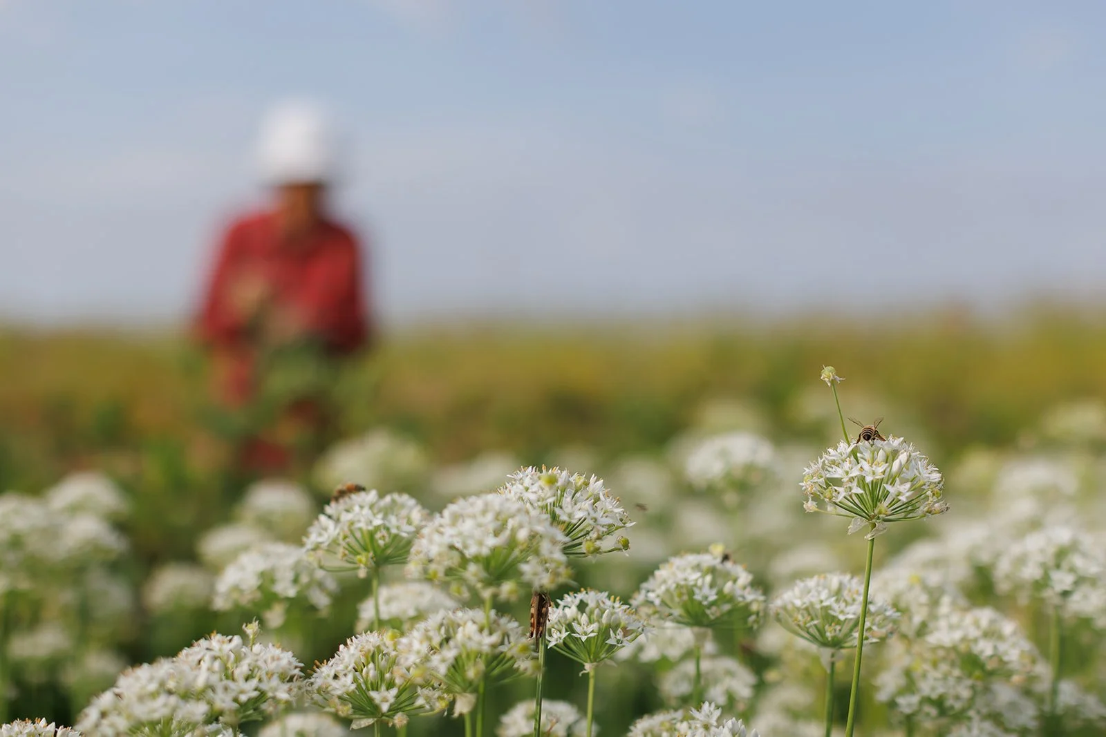 From Soil to Sales: How to Tell Your Farm’s Story