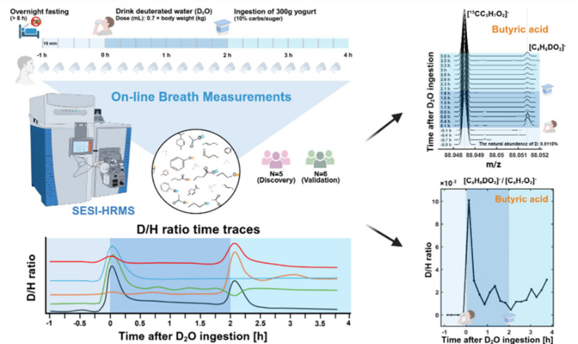 In Vivo Real-Time Metabolic Isotopic Tracing via Breath Analysis upon Deuterated Water Ingestion: A Proof-of-Concept Study