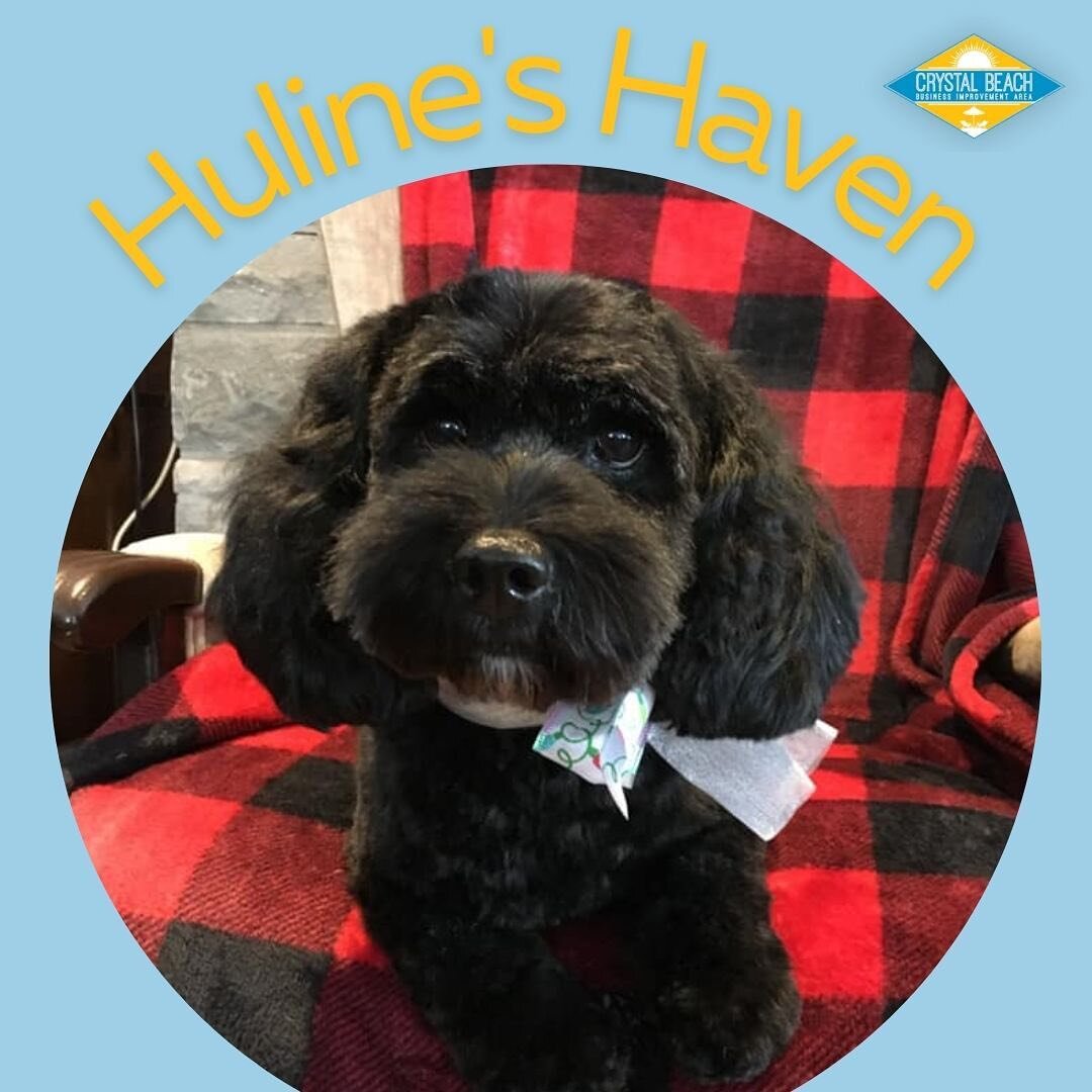 Huline's Haven offers some of the best pet products in Crystal Beach! 🐶

If you want to learn more about them call: (289) 876-8644

Happy Wednesday! ☀️