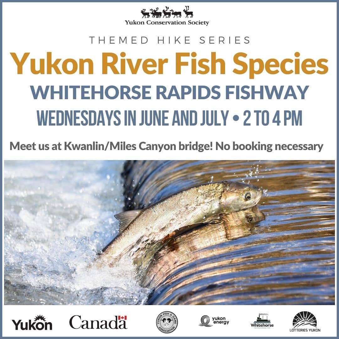 🐟 The Yukon River Fish Species Hikes are extended!

🚶&zwj;♀️ Meet the Fish Ladder staff and the YCS trail guides tomorrow or next week at 2 pm for a nice hike at Kwanlin/Miles Canyon!

***

🐟 Les randonn&eacute;es th&eacute;matiques sur la Yukon R