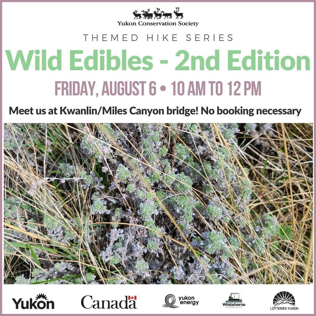 🍓 Did you miss our last Wild Edibles hike? Join us for this second edition!

🤝 Our trail guides want to create a space where participants can learn and share basic knowledge of edible Yukon flora in this FREE introductory hike.

***

🍓 Avez-vous m