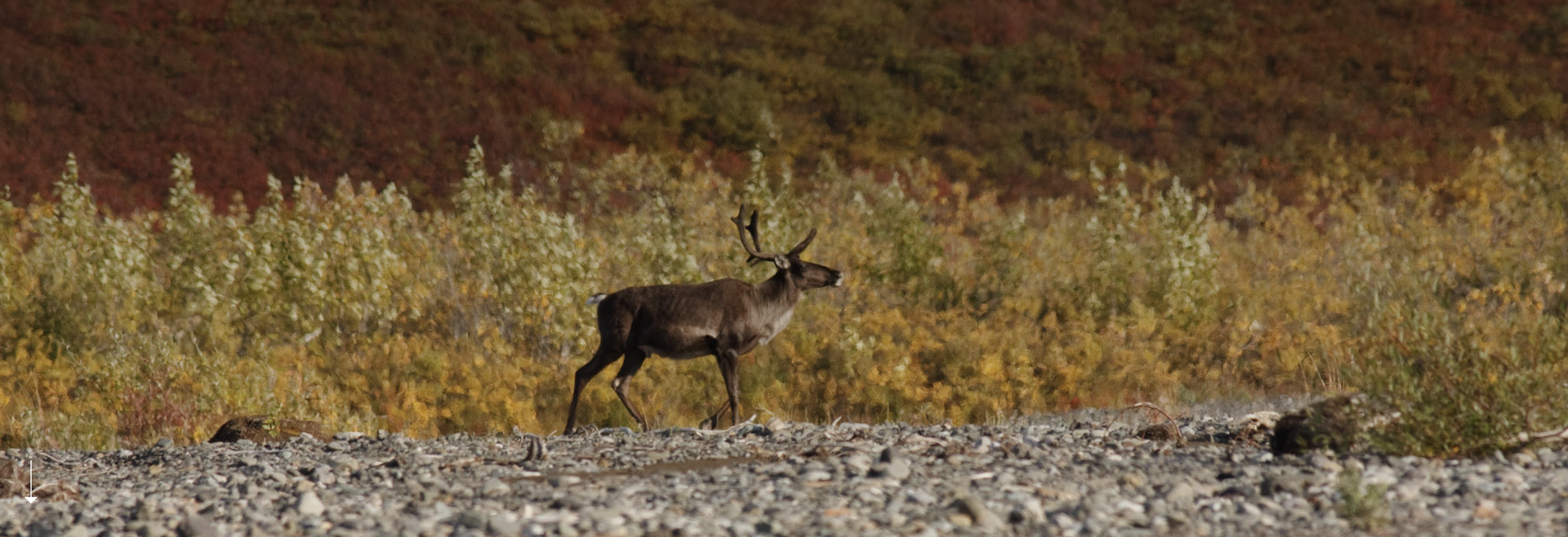 Caribou in the Yukon