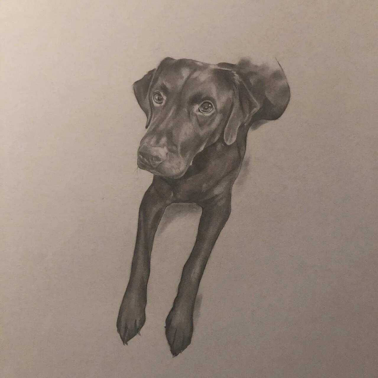 Labrador pet portrait