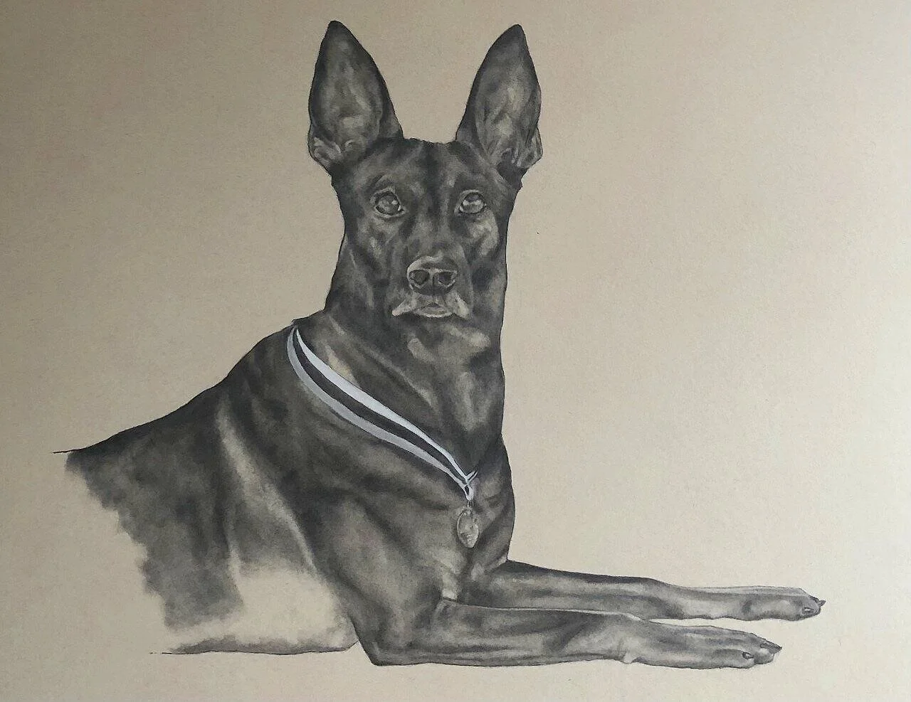 Beligian Malinios, Belgian Shepherd pet portrait