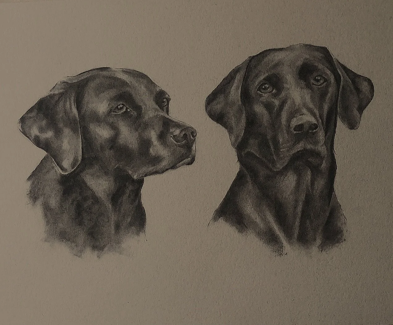 Labradors.jpg