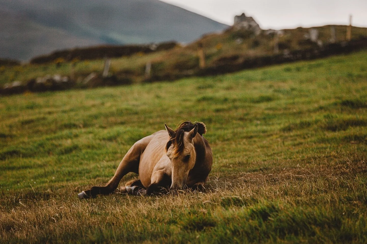 There&rsquo;s something magical about letting the days unfold gently, with time to notice the small things&mdash;like how the light shifts over the fields or how the animals settle in at dusk. 
Moving here taught me to pause, listen, and find joy in 