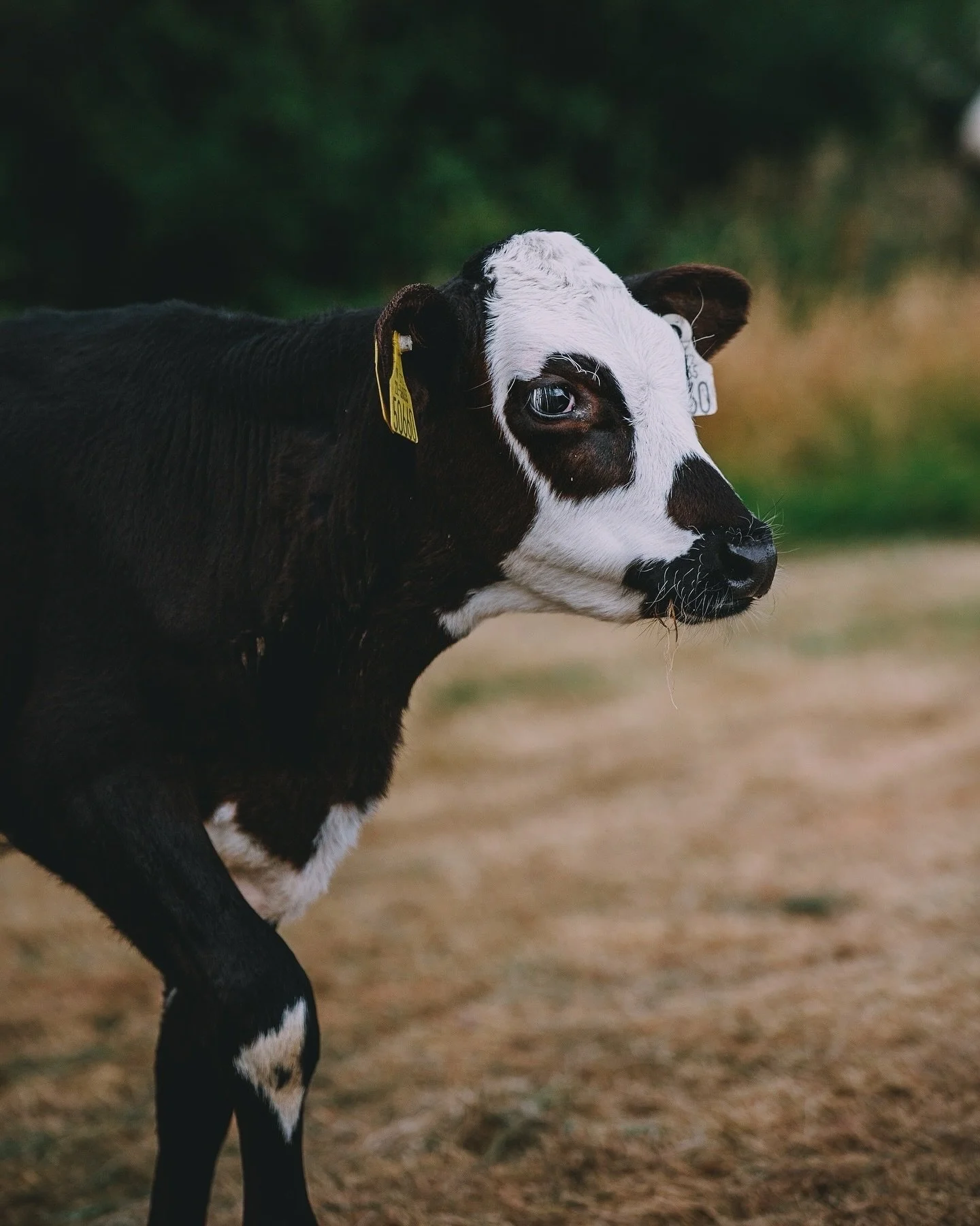 Meet Merran! 🐮 Did you know she has the most delicate white spots on her nose? She&rsquo;s also incredibly curious and loves cuddles (as long as you bring snacks).
This little one wouldn&rsquo;t have had a place on a conventional farm, but here she&