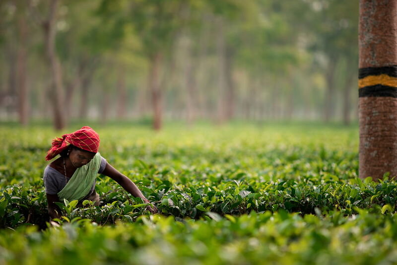 19298_10_TeaPicking_xlarge.jpg