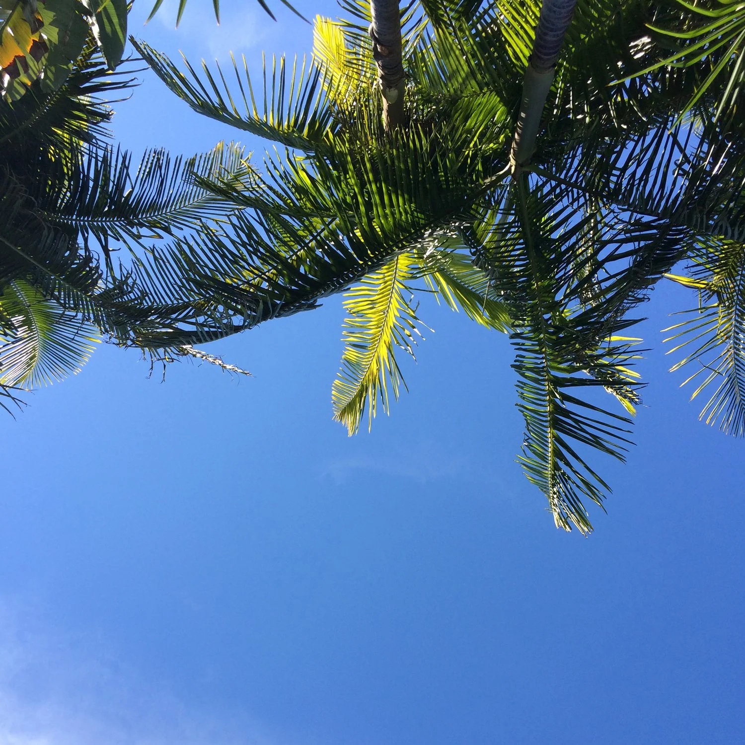 palms 1.jpg